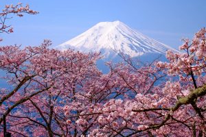 Japanske kirsebærblomster